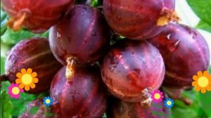 Крыжовник Консул (Konsul). Краткий обзор, описание характеристик, где купить саженцы