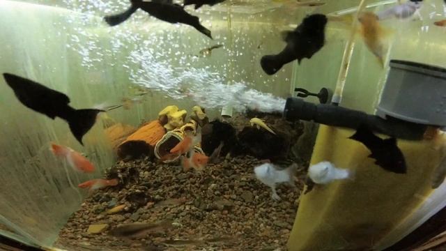 Лучшие аквариумные рыбки Щучки, меченосцы, сомики смотреть онлайн