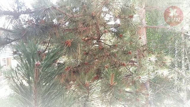 Пансионат Илбирс, отель Бонур смотреть онлайн