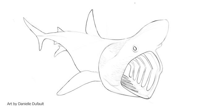 How To Draw A Basking Shark