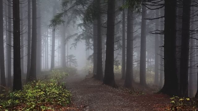 ЗАЧЕМ СТАРУХА ОТПРАВИЛА ЕГО В ЛЕС ?.. - Мистика - Ведьма - Страшные истории на ночь смотреть онлайн