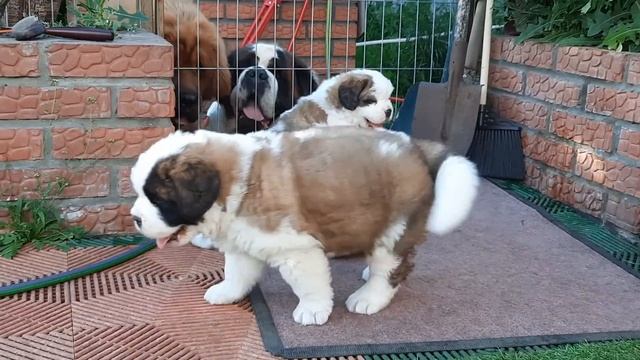 Щенки сенбернар (32 дня) St.Bernard puppies (32 days old) смотреть онлайн