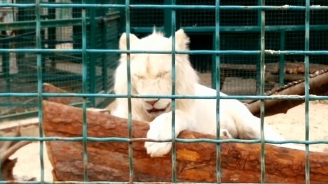 Белые лев и львица в "Feldman Ecopark" г.Харьков смотреть онлайн