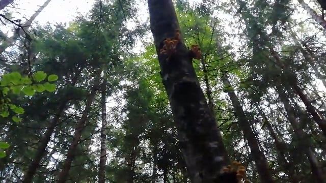 Опята смотреть онлайн