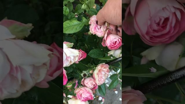 Розы флорибунда Брайдал Пиано/Bridal Piano, Акрополис/Acropolis смотреть онлайн