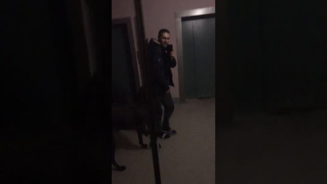 Вывел Дашу и Персея погулять в подъезд. Вышло забавно смотреть онлайн