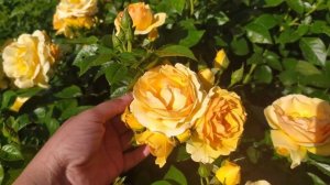 Роза Hansestadt Rostock. Лучшая флорибунда медового цвета