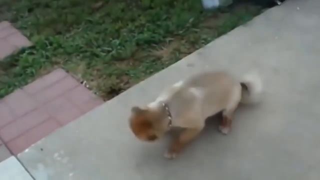 Как чихают животные!