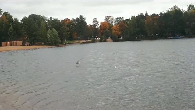 Питер Все отдыхают Суздальские озера смотреть онлайн