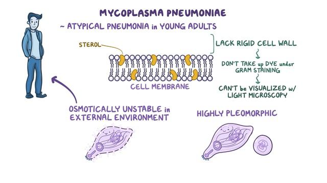 Mycoplasma pneumoniae - an Osmosis Preview смотреть онлайн