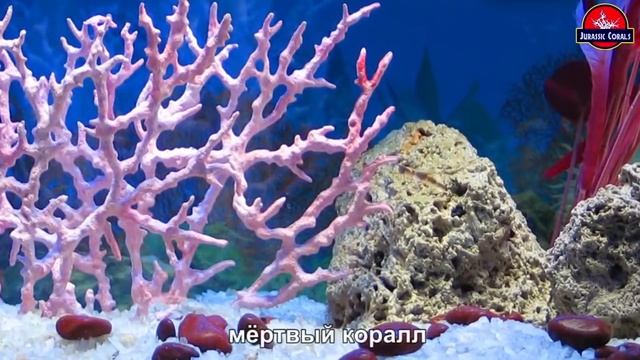 Как Образуются и где Обитают Кораллы смотреть онлайн