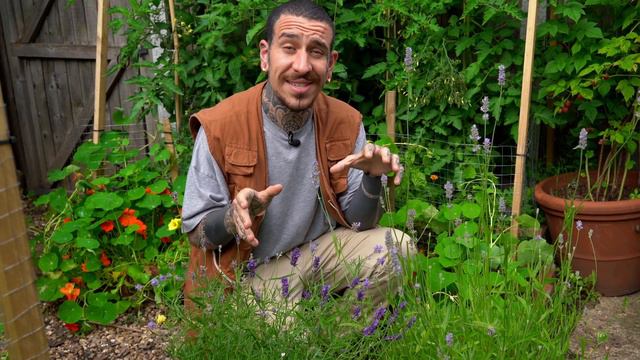 All you Need to Know about Growing Lavender смотреть онлайн