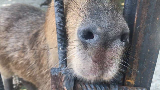 Капибара Капитошка! смотреть онлайн