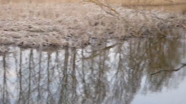 Рыбалка Весна 16/04/2022. Пруд в Герцевке Белгородская обл. Ловил на кивок. смотреть онлайн