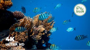 РАССЛАБЛЯЮЩАЯ фортепианная музыка с аквариумом | Рыбками и медузами для расслабления