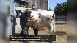 Общее клиническое обследование крупного рогатого скота