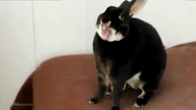 Крик зайца смотреть онлайн