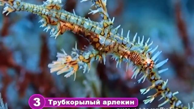 сюжет Топ5 Морские животные смотреть онлайн