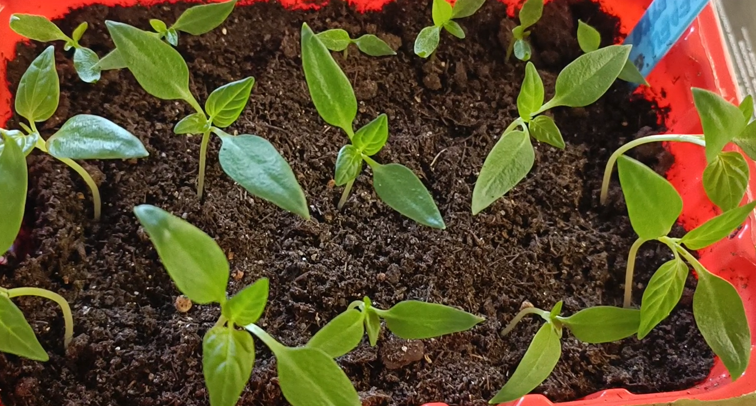 Как мы пикировали перцы смотреть онлайн