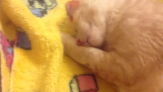 Смешные кошки! Кот храпит!