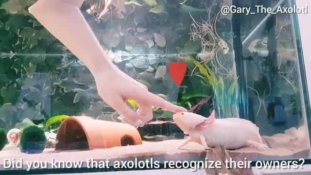 Axolotl likes being pet смотреть онлайн
