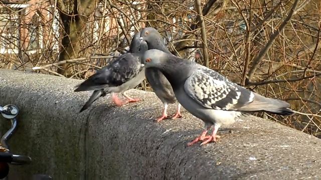 Foto Booms Samsung PL70 Sample Video смотреть онлайн