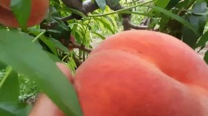 Персик Посол Мира