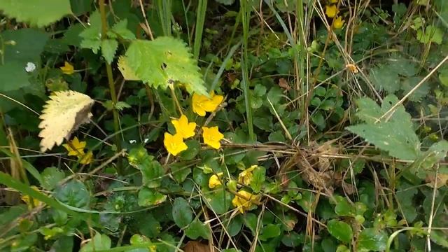 Erba soldina (Lysimachia nummularia) coin grass,medicinal herb смотреть онлайн