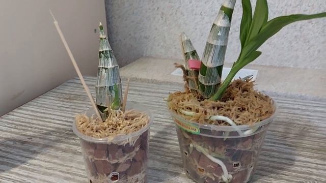 Спящее царство и зачем я отделяю бульбы у некрупных морковок - в обзоре катасетумов 2020 года. смотреть онлайн