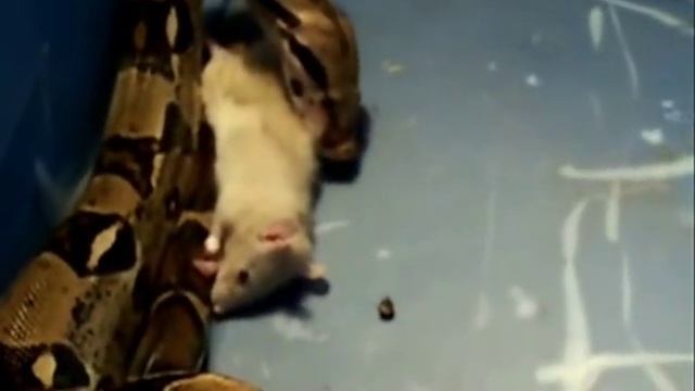 Red Tail Boa vs Rat смотреть онлайн