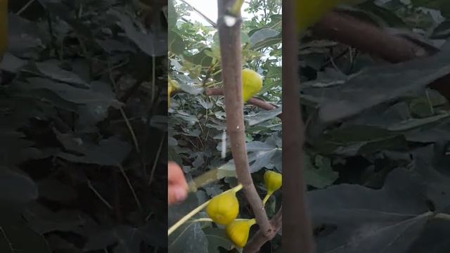 Инжир Турецкий Коричневый смотреть онлайн