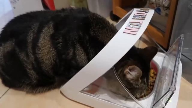 Самая умная кормушка для кошек смотреть онлайн