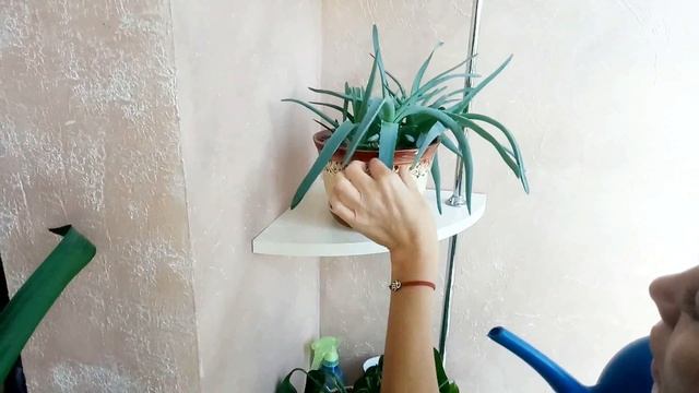 Как прижились цветы после пересадки/ Замиокулькас/ Спатифиллум/ Шеффлера смотреть онлайн