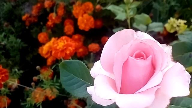 В бруснику.Улитка-великан. Цветник. 31.08.21. смотреть онлайн