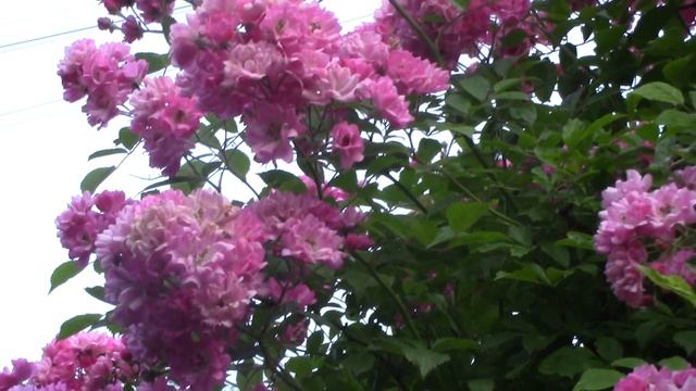 Роза Вартбург. смотреть онлайн