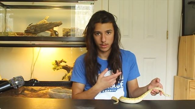 Spider Ball Python: Why it Needs to STOP (Neurological Issues) смотреть онлайн