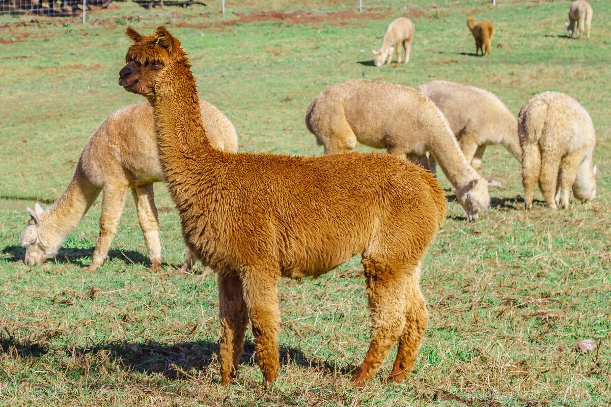 Шерсть викуньи/ Vicuña wool /  Почему она такая дорогая смотреть онлайн