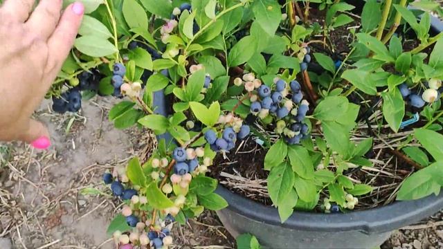 ?Голубика Патриот? 4-летние кусты. 11.07.2023 Ставрополь.