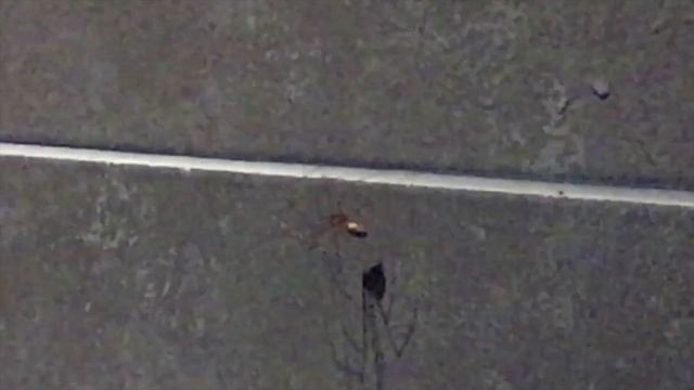 Cellar Spiders ( Pholcus phalangioides ) in my house filmed in slow motion смотреть онлайн