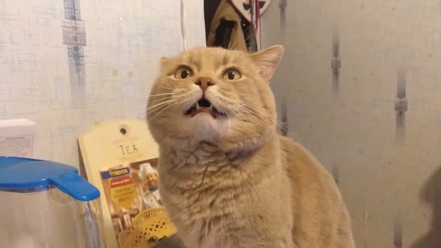 Кот разговаривает говорит НЕТ на просьбы хозяина. Говорящие коты вокруг. смотреть онлайн