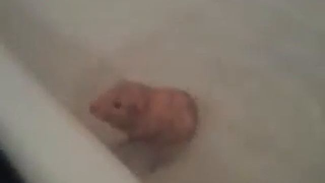 марская свинка смотреть онлайн