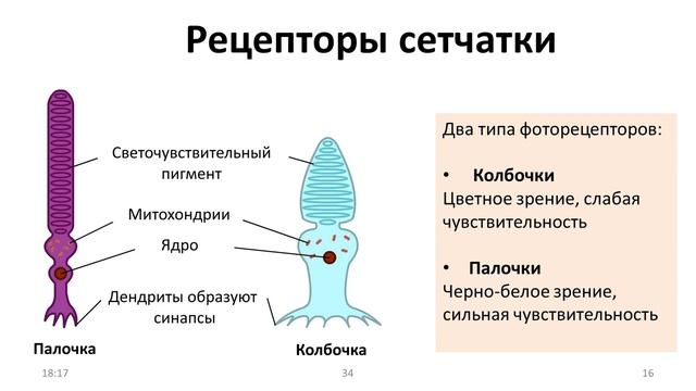 22. Сенсоры часть I (8 класс) - биология, подготовка к ЕГЭ и ОГЭ 2021 смотреть онлайн