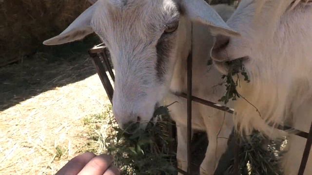 Мама Аня пришла, вкусняшки принесла копытным! Mom Anya came and brought sweets to the horned ones! смотреть онлайн