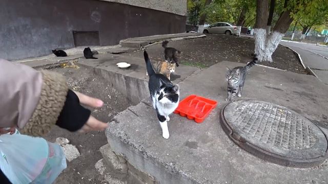ПРИКОЛ со справкой...Повод для торта) Покупочки смотреть онлайн