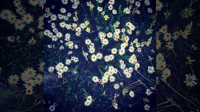 #instaflower #park #hortensie #hortense #hydrangea #weiß #white #sonne #sun #blüten #blossom #summ смотреть онлайн