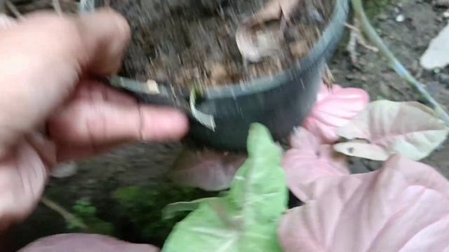 My Beautiful Syngonium Neon Robusta - Pink Syngonium