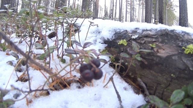 ПЕШКОМ К ИЗБЕ ЧЕРЕЗ ТАЙГУ/ПЕРВЫЙ СНЕГ/ часть 2 #тайгахмао #изба #лес смотреть онлайн