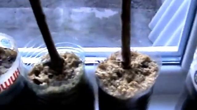 виноградные черенки зимой смотреть онлайн