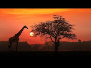 Michael Jackson ( Earth Song ) Песня Земли