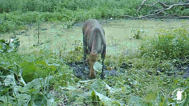 Лось копает яму для отдыха смотреть онлайн